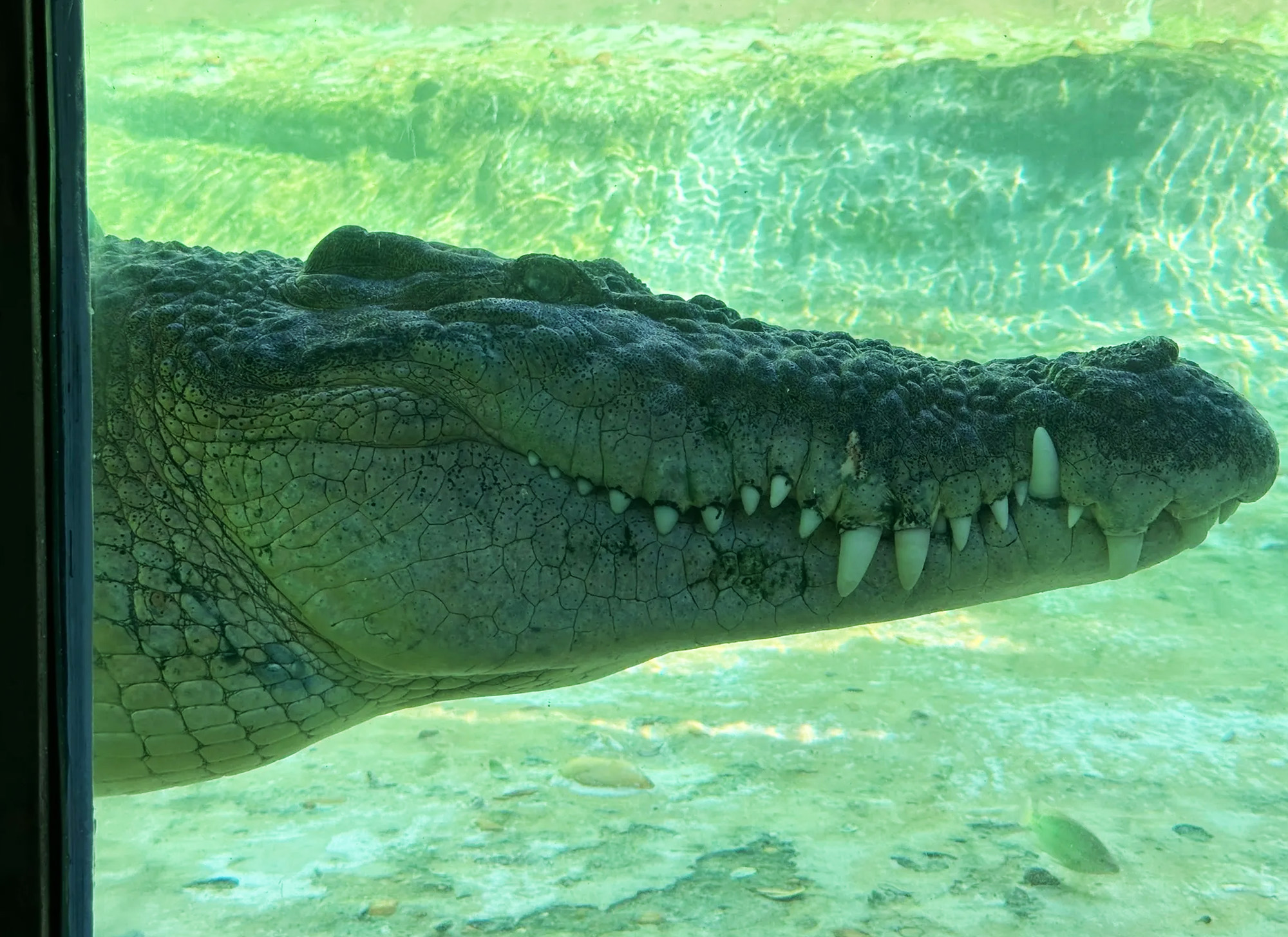 An alligator in water at an alligator farm in Augustine, Florida.