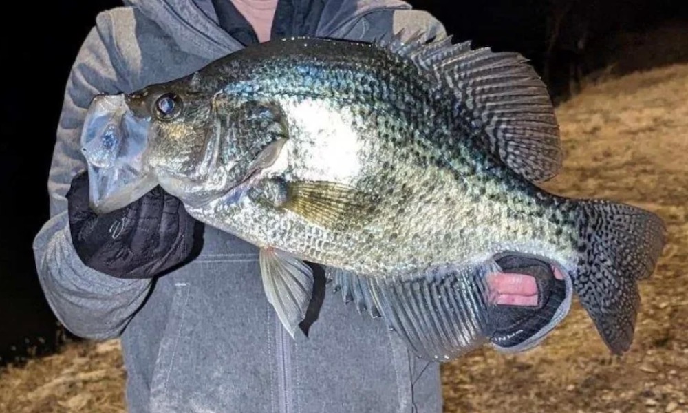 Kansas rescinds state-record crappie, angler doesn’t know why