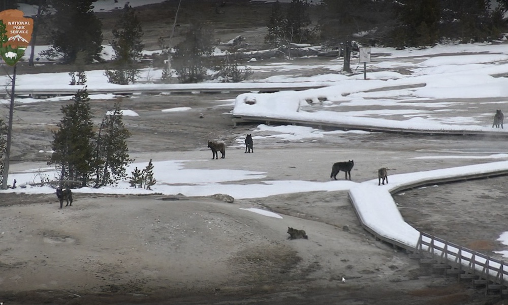 Yellowstone wolves visit Old Faithful in surreal webcam footage