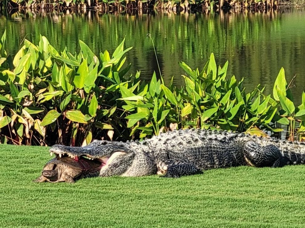 Massive alligator snags helpless snapping turtle in its jaws on Florida golf course