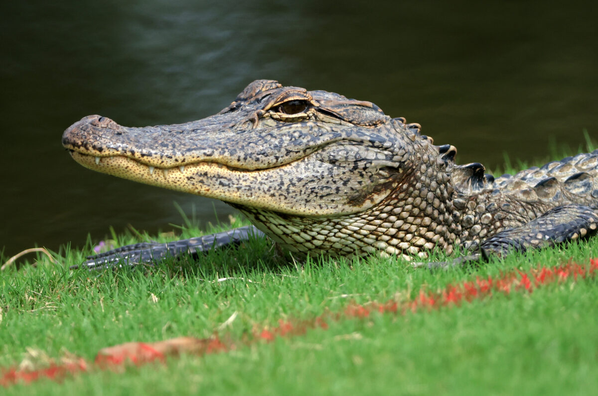 Watch: Massive alligator lunges at golfers along cart path in Florida