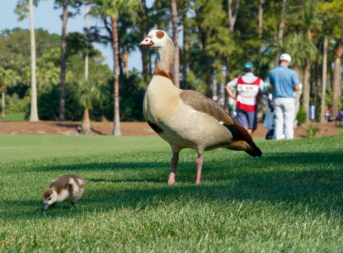 They’re not ducks, but what are the birds all over at the Cognizant Classic?