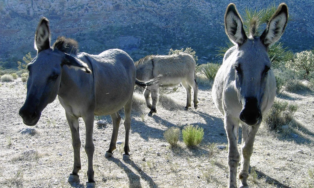 Men plead guilty to killing wild burros in California desert