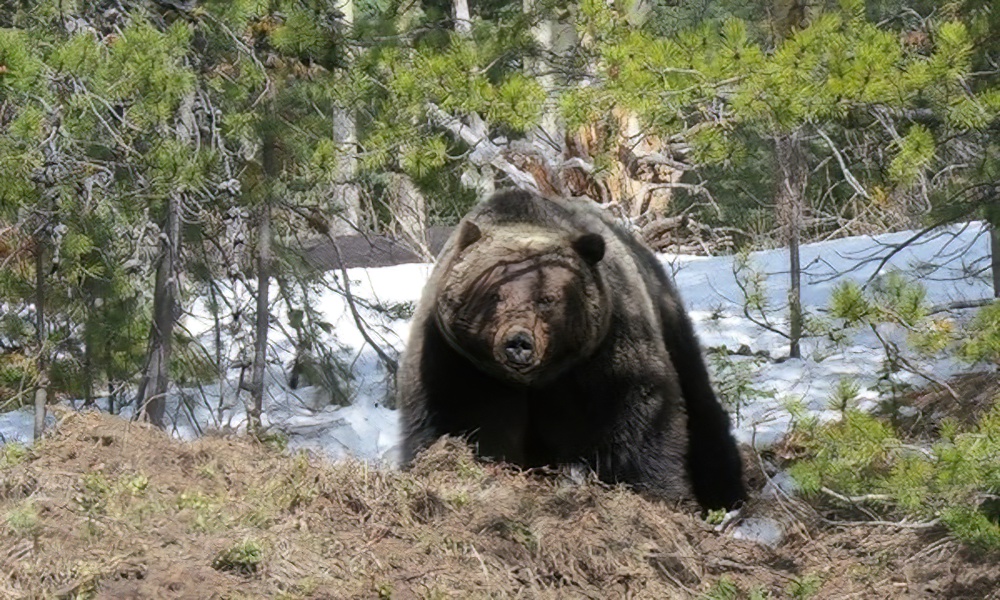 Grizzly bears are ‘awake and active’ in Banff National Park