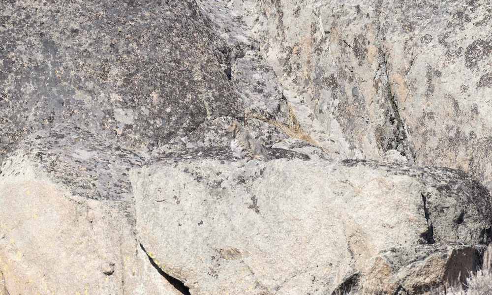 Can you spot the Yellowstone bobcat hiding in plain sight?