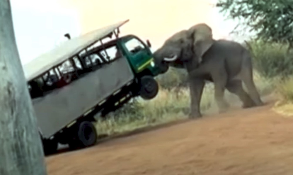 Angry elephant lifts safari truck into the air, ‘traumatizes’ tourists