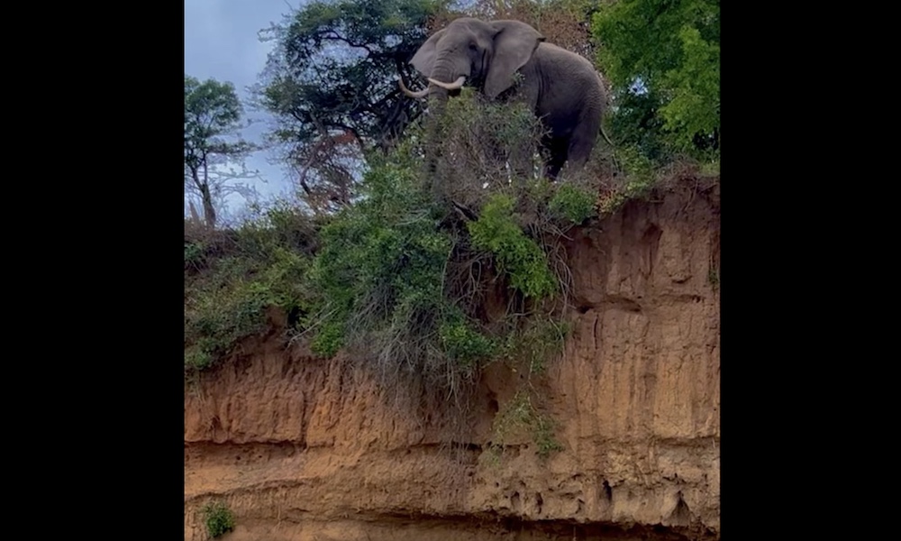 Elephant appears atop faulty cliff, leaving onlookers ‘petrified’