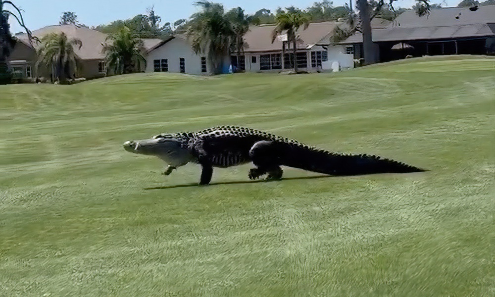 Giant gator saunters across Florida golf course in ‘Jurassic’ moment