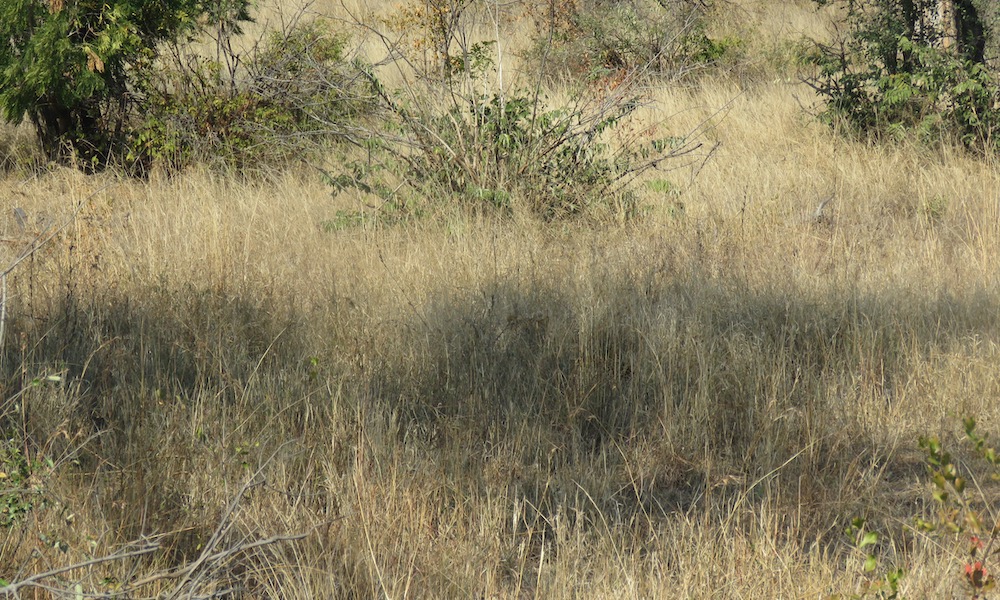 Can you spot the leopard? Photographer spotted it just in time