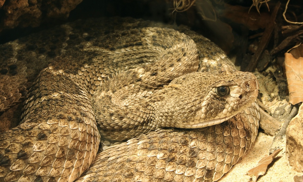 Expert reveals top five snakes encountered in Phoenix area
