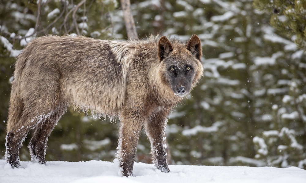 Wolf-poaching incident near Yellowstone under investigation