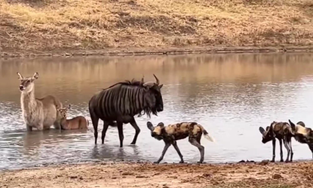 Watch: Wildebeest boldly protects mother and calf of another species