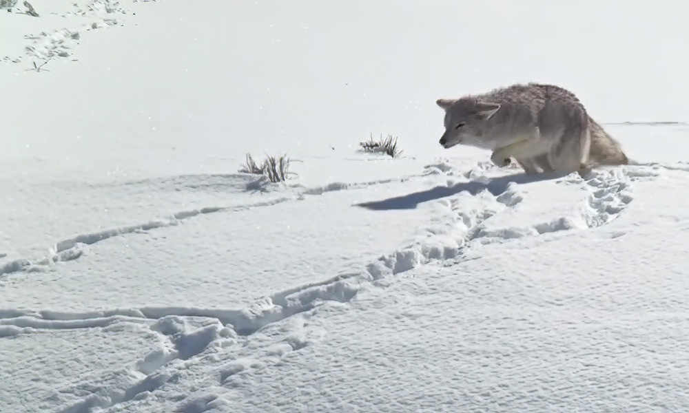 Watch: Yellowstone coyotes ‘duke it out’ over prize buried in snow