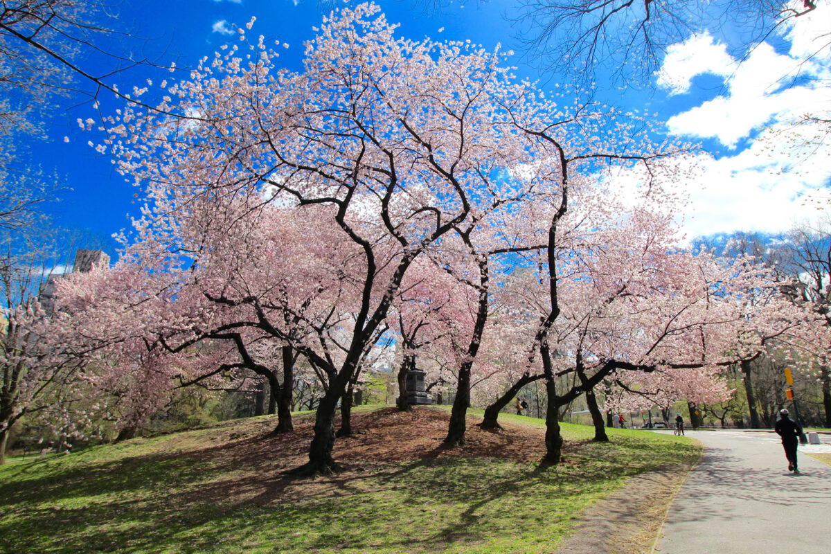 It’s not too late to see cherry blossoms bloom in New York City