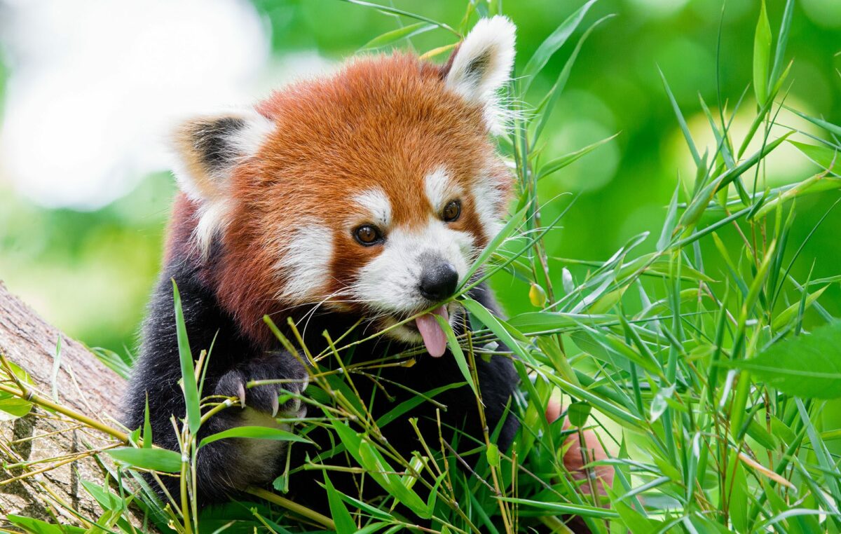 6 strange, cool, and fun facts about the red panda