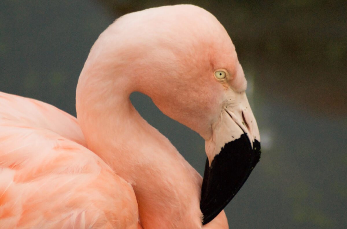Can you spot the differences between these 3 flamingo species?