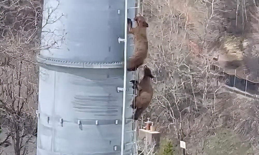 Bear cubs scale Colorado ski-lift tower as onlookers watch in awe