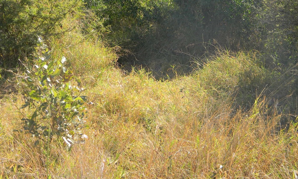 Can you spot the leopard? Photographer barely spotted it himself