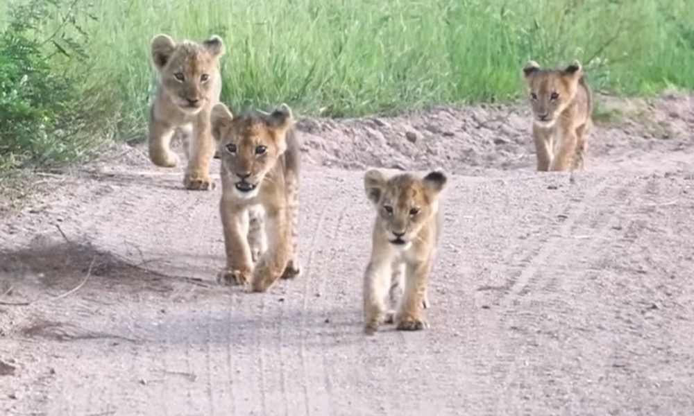 Lion ignores a potential wildebeest buffet to tend to its ‘lost’ cubs
