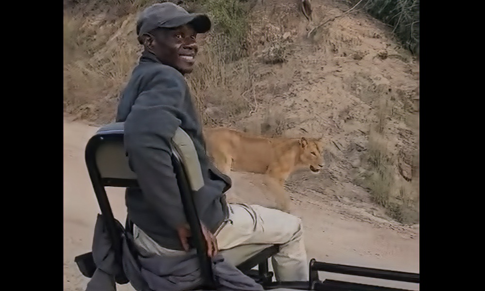 Lions pass within feet of safari tourists – why don’t they attack?