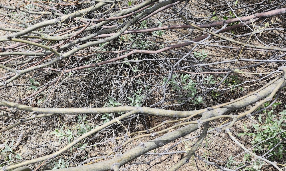 Can you spot (and ID) the rattlesnake in Tucson man’s yard?