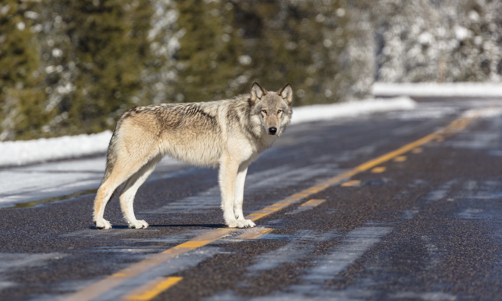 Yellowstone wolves kill elk at public school outside park