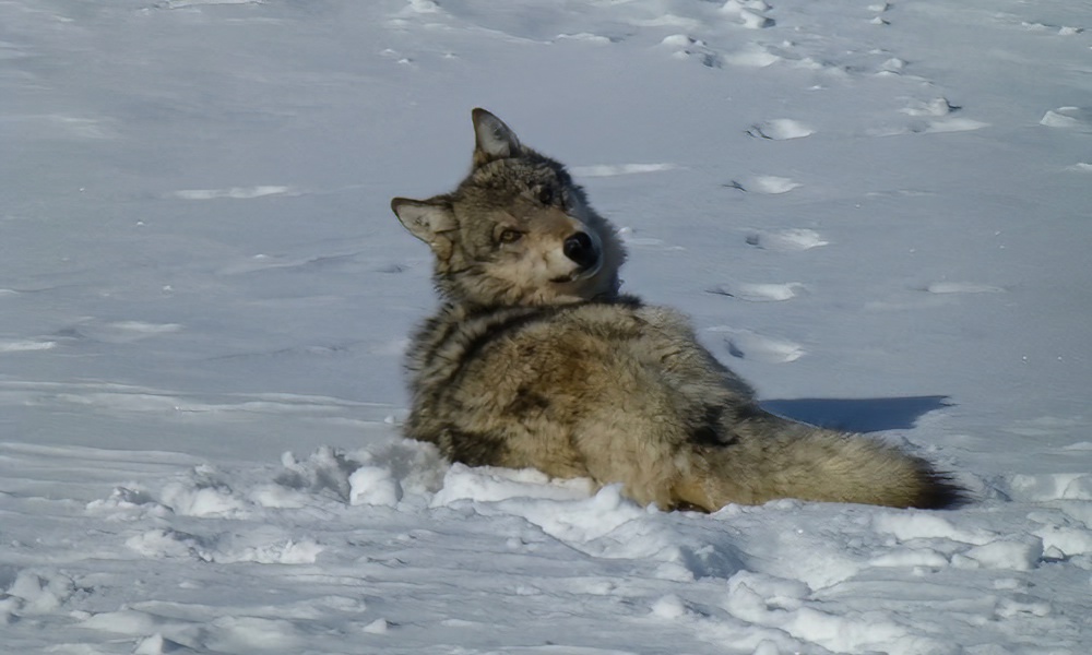 Wyoming criticizes ‘disrespectful’ wolf hunt, but is that enough?