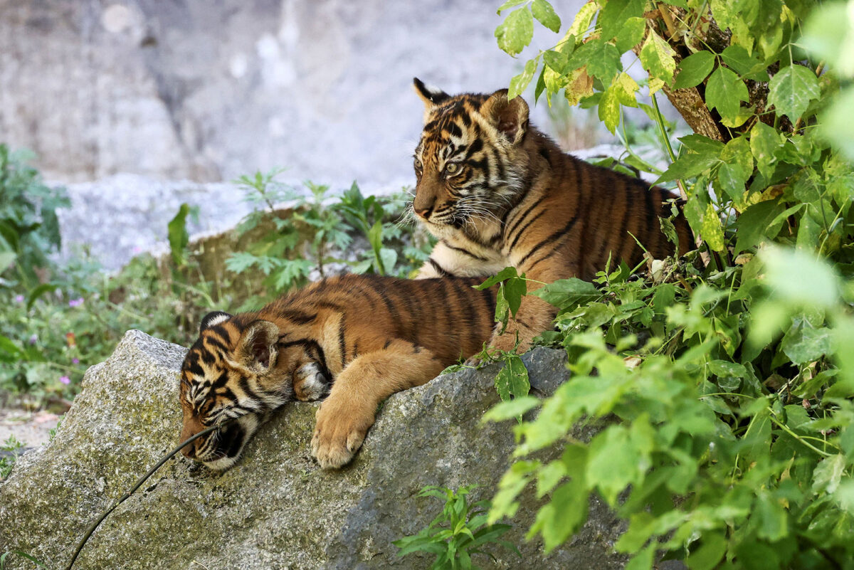 Sumatran tiger cubs greet the world during naming ceremony in Berlin