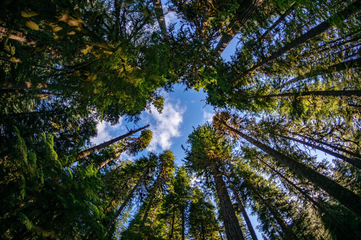 A stress-free guide to camping at Olympic National Park