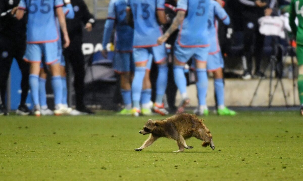 Raccoon on the field! Critter joins Philadelphia Union vs. NYCFC match