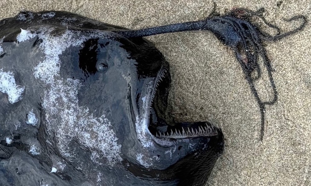 Rare sea creature equipped with a light washes ashore in Oregon