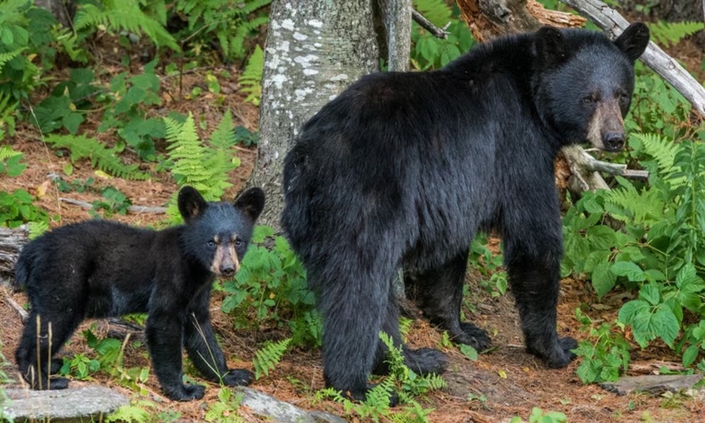 Black bear takes swipe at a male walker, knocking him to ground