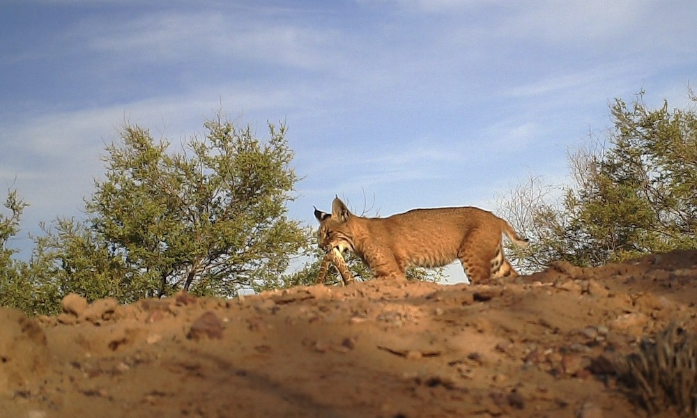 Bobcat caught on trail-cam ‘spicing up’ menu with rattlesnake