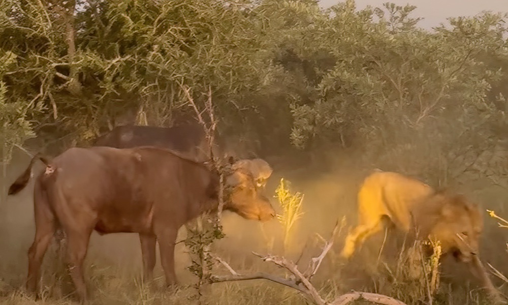 Buffalo literally in spotlight while saving ‘friend’ from lion attack