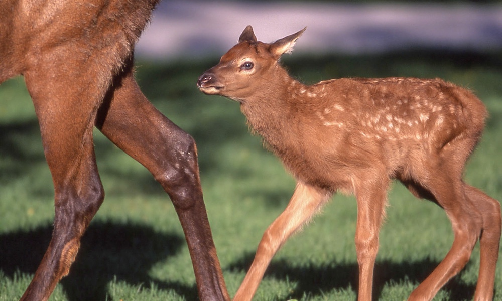 Yellowstone tourists (and grizzly bears) set for baby elk season