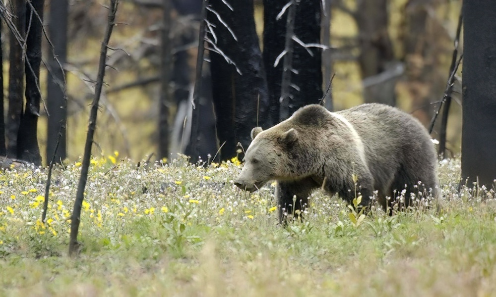 Montana antler hunter kills grizzly bear during tense encounter