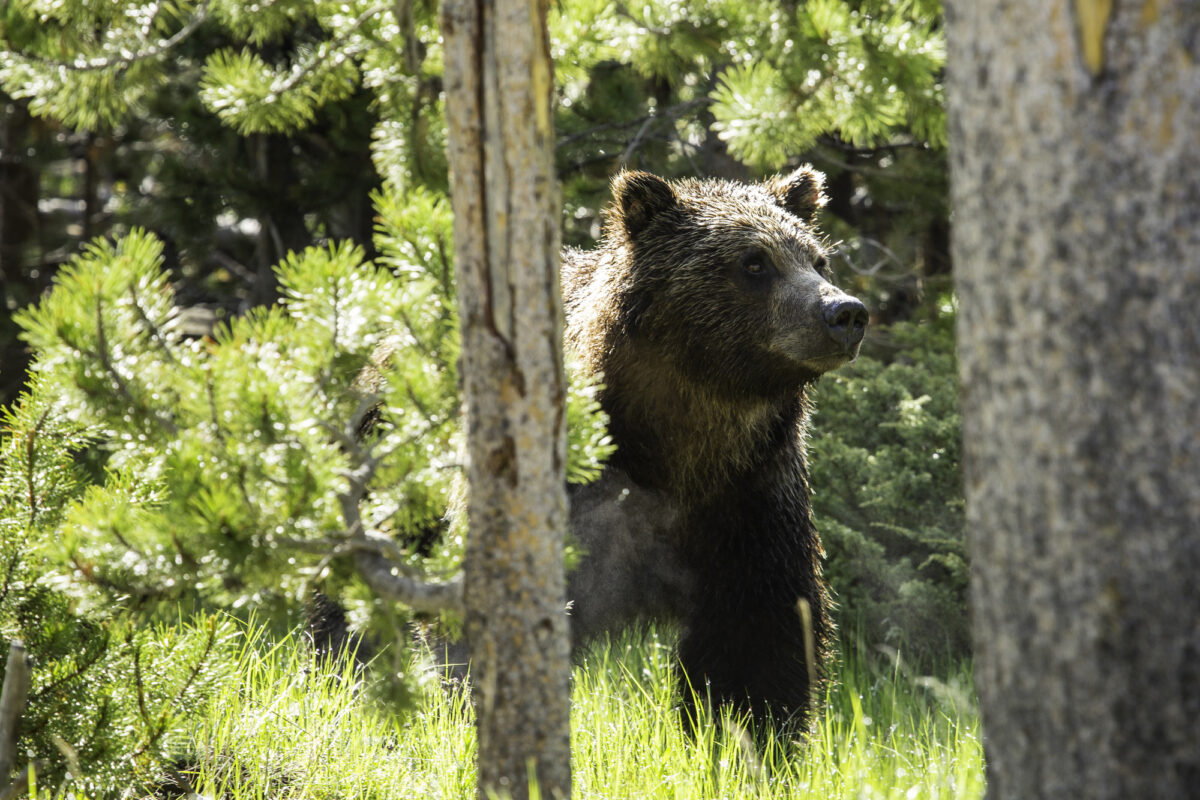 Grand Teton mauling ends when grizzly bear activates bear spray