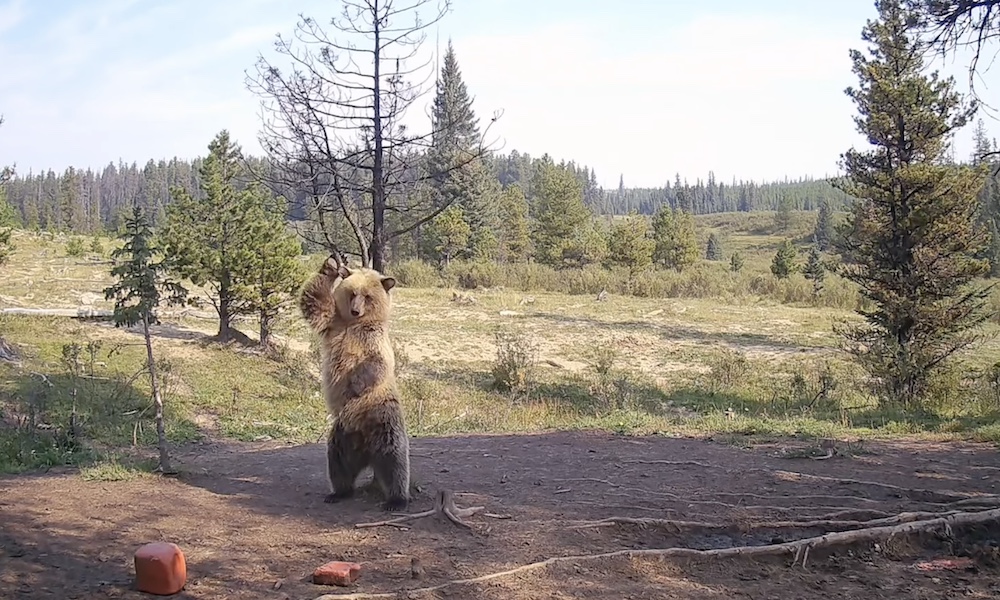 Grizzly bear cub breaks out moves in hilarious trail-cam footage