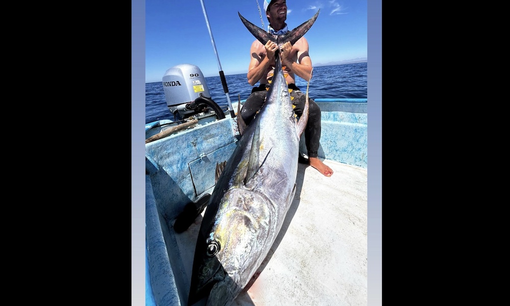 Los Cabos angler lands massive “cow” tuna, first of season