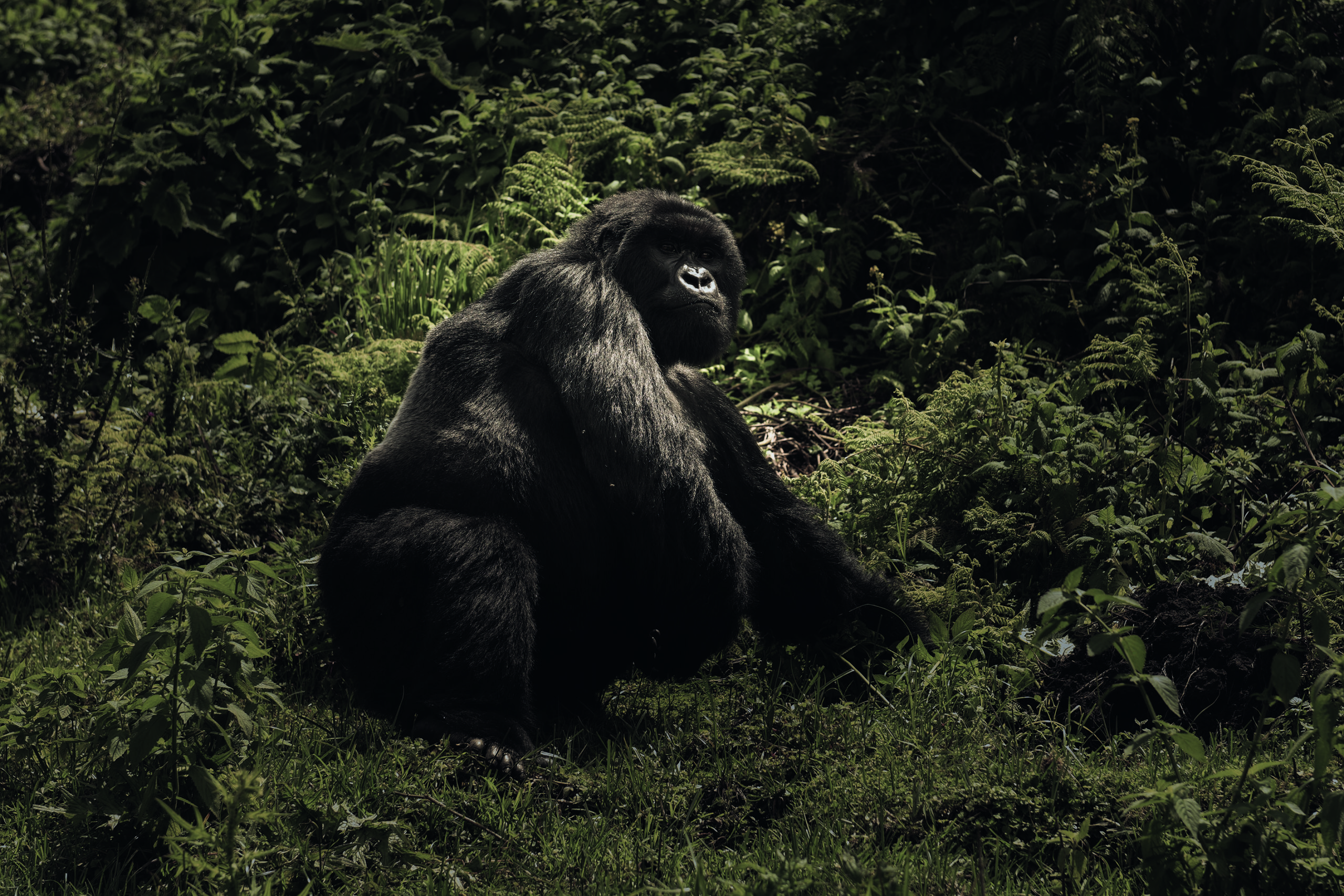 A gorilla amid greenery.