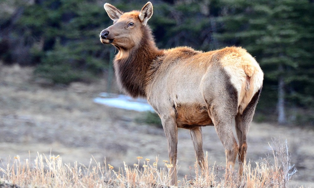 8-year-old girl attacked by a cow elk while riding her bike