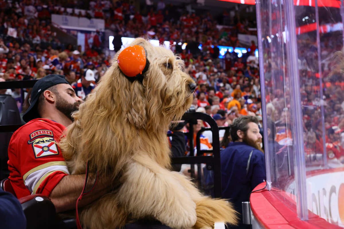 Meet Brodie, the very good dog who got a front-row seat to Game 7 of the 2024 Stanely Cup Final