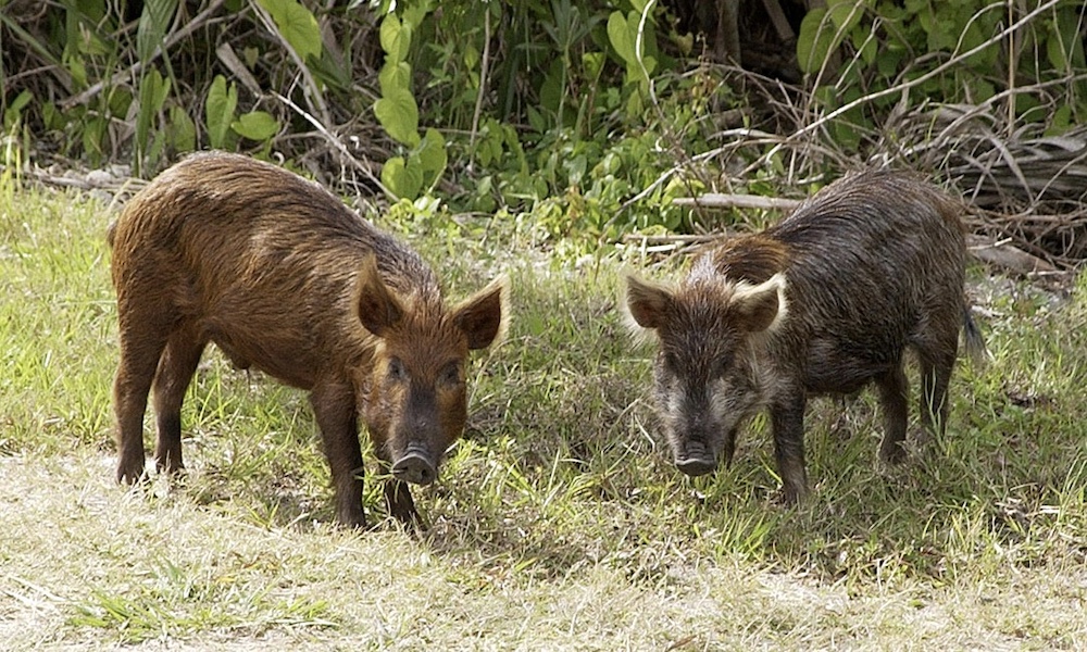 Louisiana men arrested for fraud after winning hog-hunting contests