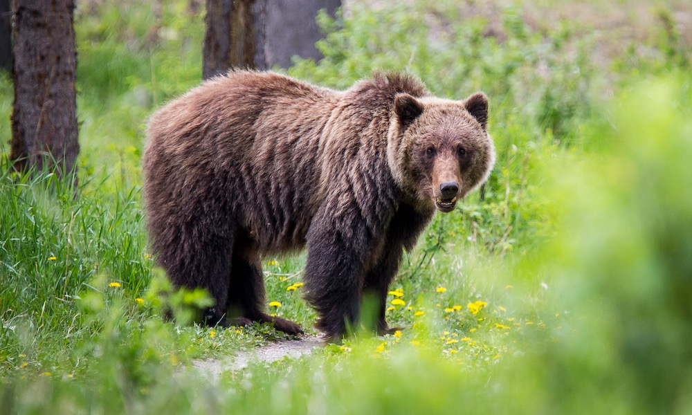 Hunter mistakenly kills grizzly bear, but it wasn’t hunter’s mistake