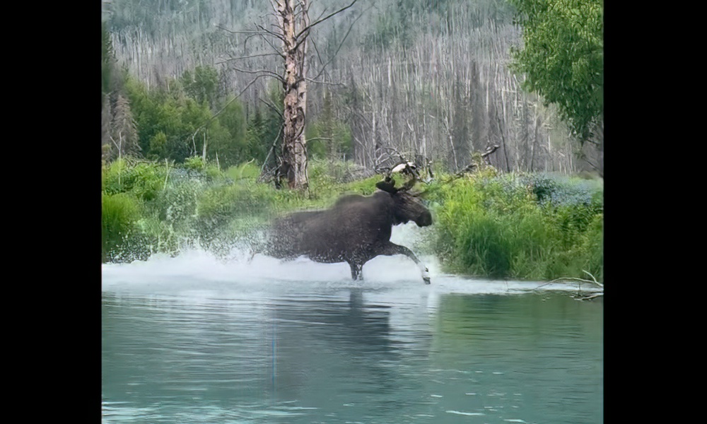 Large moose charges past anglers in awesome display of power