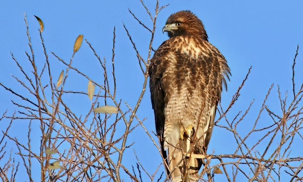 Behold the real source of ‘bald eagle’ cries in movies; video