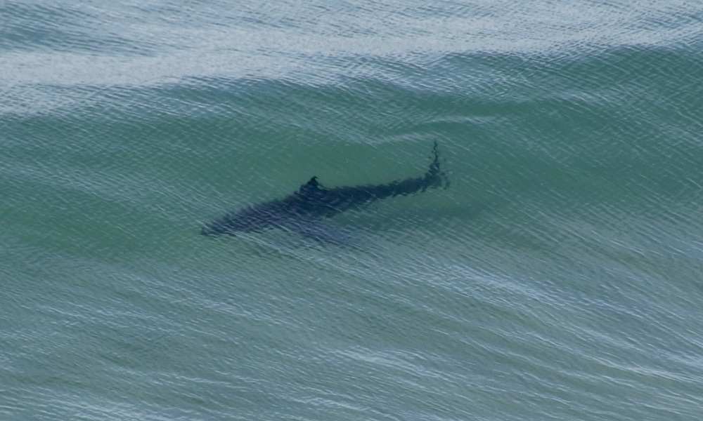 Swimmer hospitalized after shark attack off San Diego beach