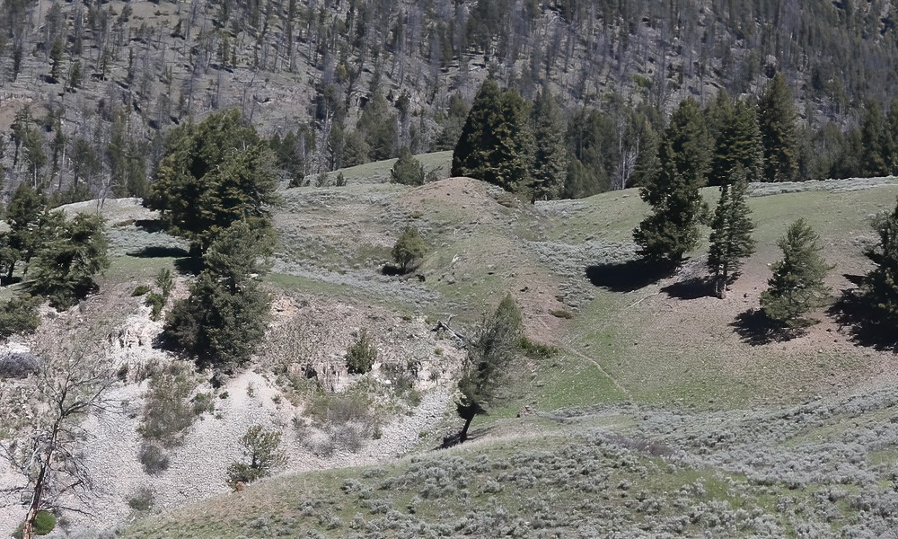 Can you spot the Yellowstone grizzly bear and her three cubs?