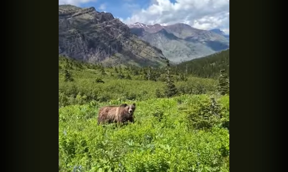 Shaking and with fear in her voice, hiker endures scary bear encounter