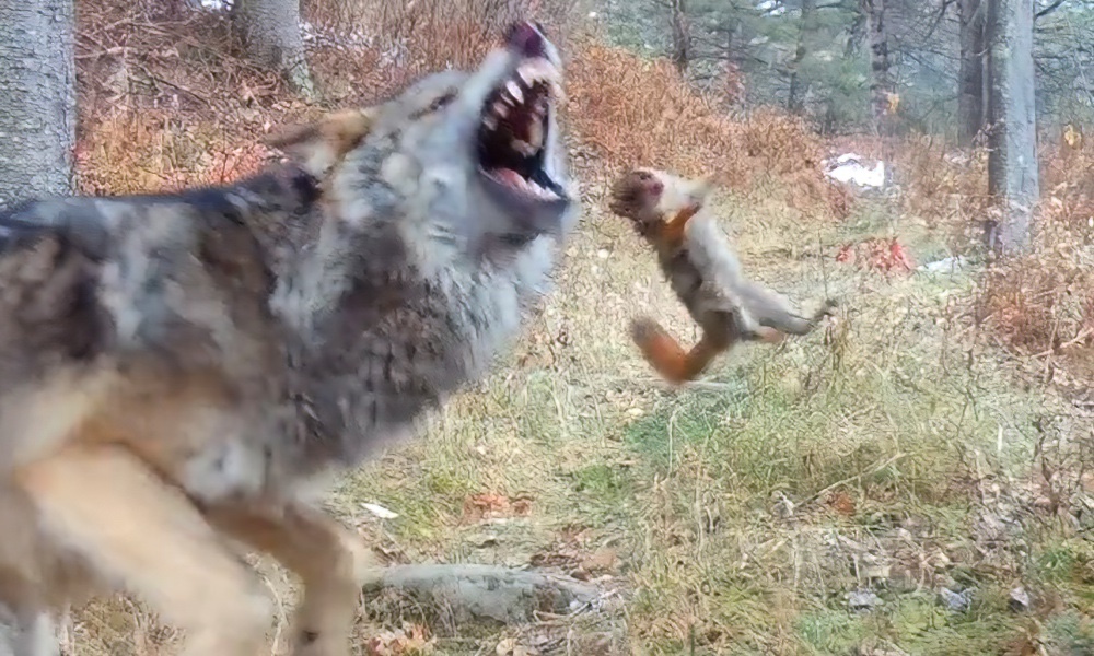 Watch: Wolf pup learns hard way that squirrels will fight back